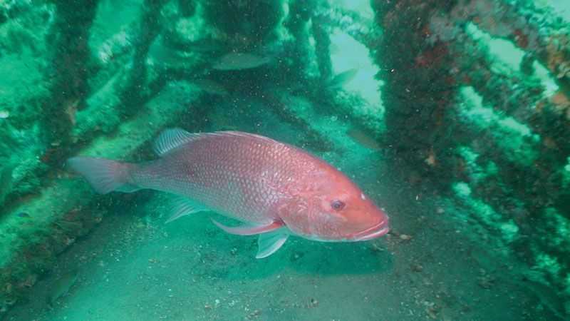 Red-snapper