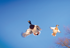 Saint-Hyacinthe_couple_canards_mallards