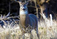 Whitetail-Buck