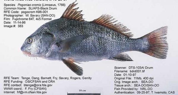 Black drum