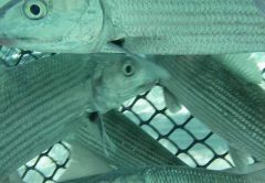 Bonefish are corralled in a seine net by researchers and guides prior to being implanted with an acoustic tag. PHOTO CREDIT: Cape Eleuthera Institute