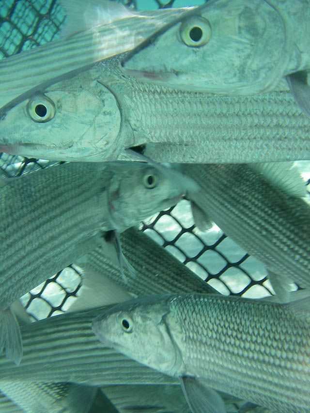  Bonefish are corralled in a seine net by researchers and guides prior to being implanted with an acoustic tag. PHOTO CREDIT: Cape Eleuthera Institute