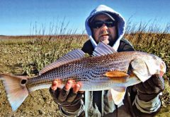 Redfish