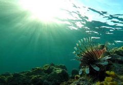 lionfish underwater