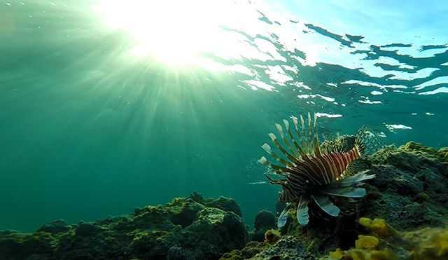 lionfish underwater