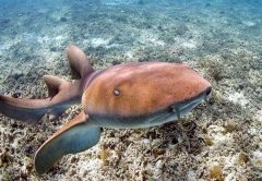 Nurse shark