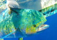 A-tagged-dophinfish-displays-its-colors-before-being-released