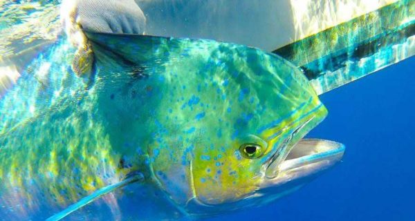 A-tagged-dophinfish-displays-its-colors-before-being-released