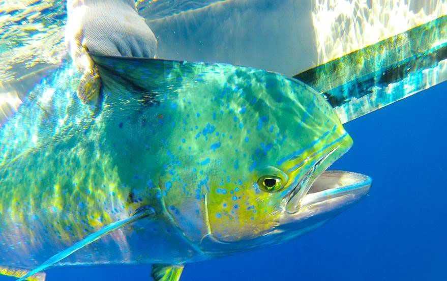 A-tagged-dophinfish-displays-its-colors-before-being-released