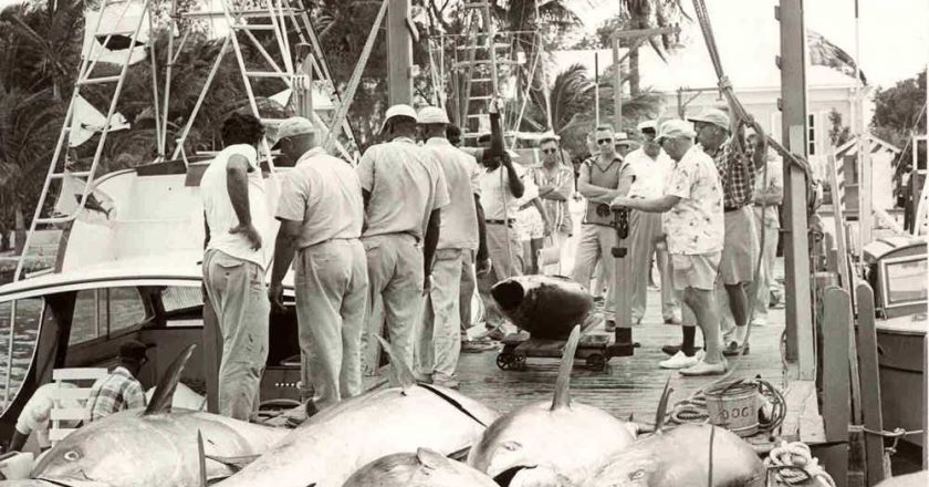 Bluefin-Tuna---6---dock