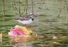 Piping-plover