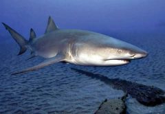 Shark-Season