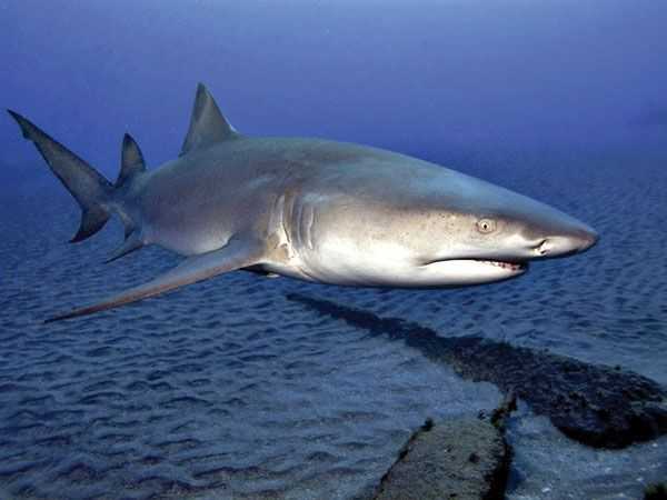 It's the Season of the Sharks - Coastal Angler & The Angler Magazine