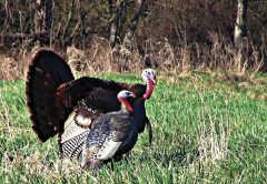 Working-Man's-Big-Game