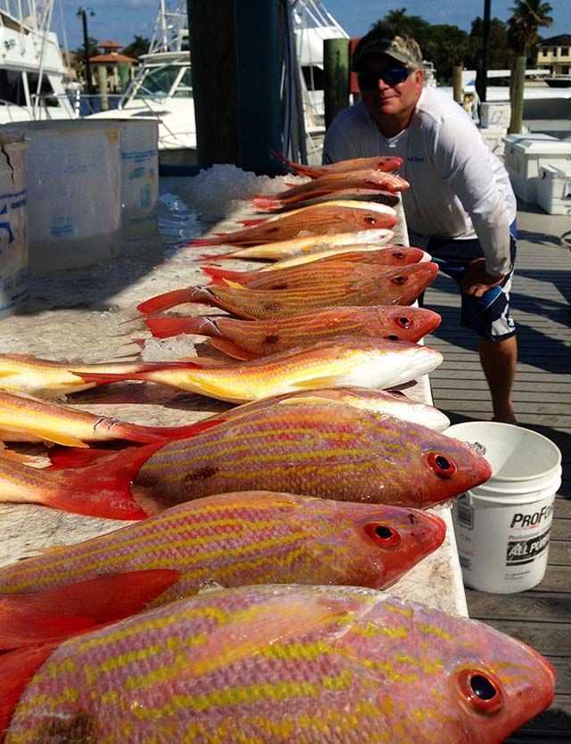 Lane snapper Coastal Angler & The Angler Magazine
