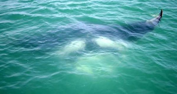 Daytona Fishing Reports