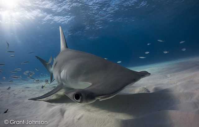 In March, the big sharks like great hammerheads and bull sharks are still around Bimini in huge numbers. PHOTO CREDIT: Grant Johnson.