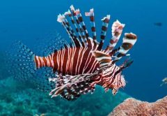 Lionfish