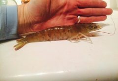 Daytona Shrimping Reports