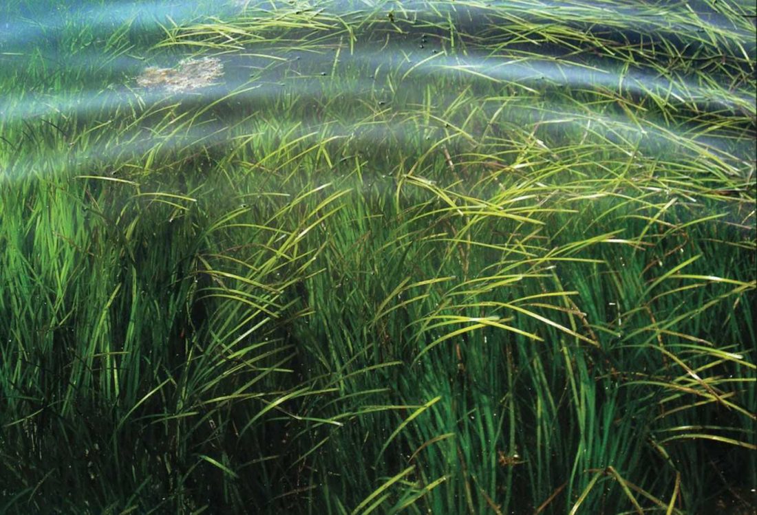 Bass in the Grass (Part I) - Coastal Angler & The Angler Magazine