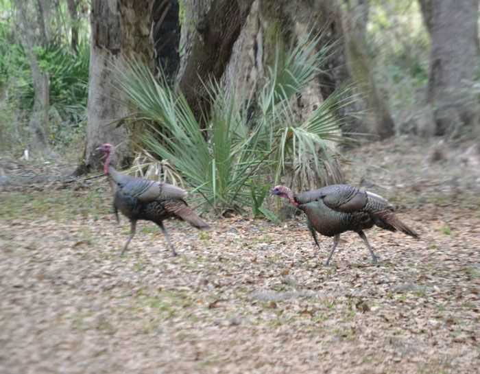 okeechobee-hunting-turkey