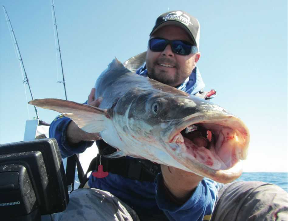 Brian Nelli, Cobia