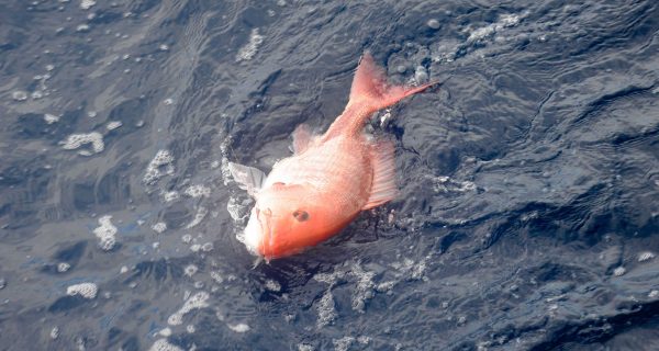 Red-Snapper