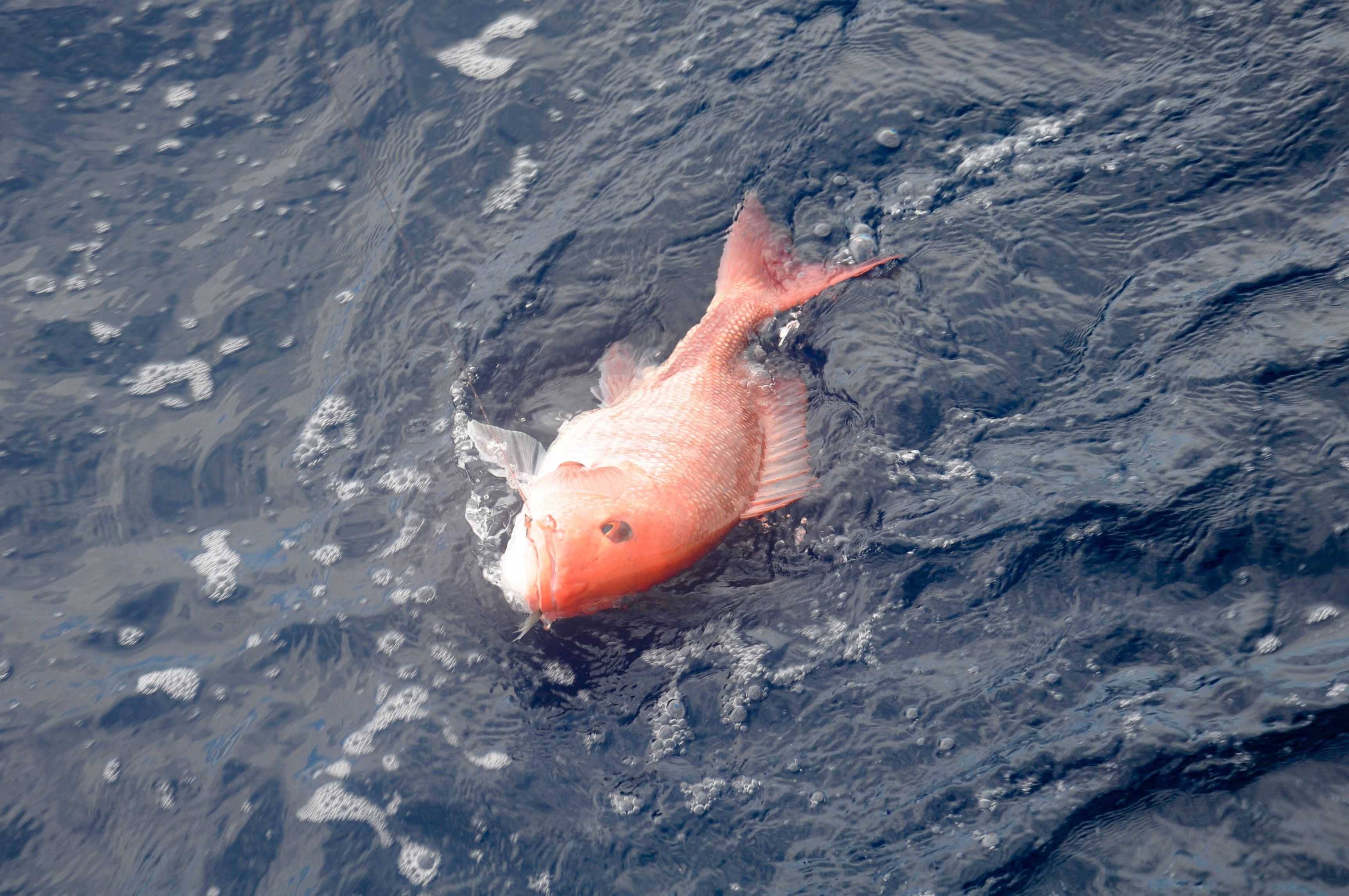 Gulf States Come Together On Red Snapper Coastal Angler The Angler 