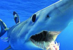 Shark