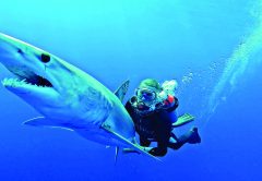 Shark