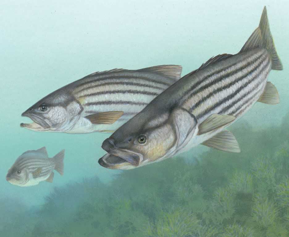 Striped bass anadromous (Morone saxatilis, also called rock or rockfish) 