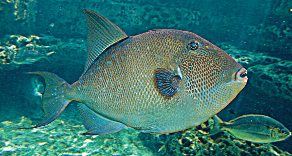 florida fish