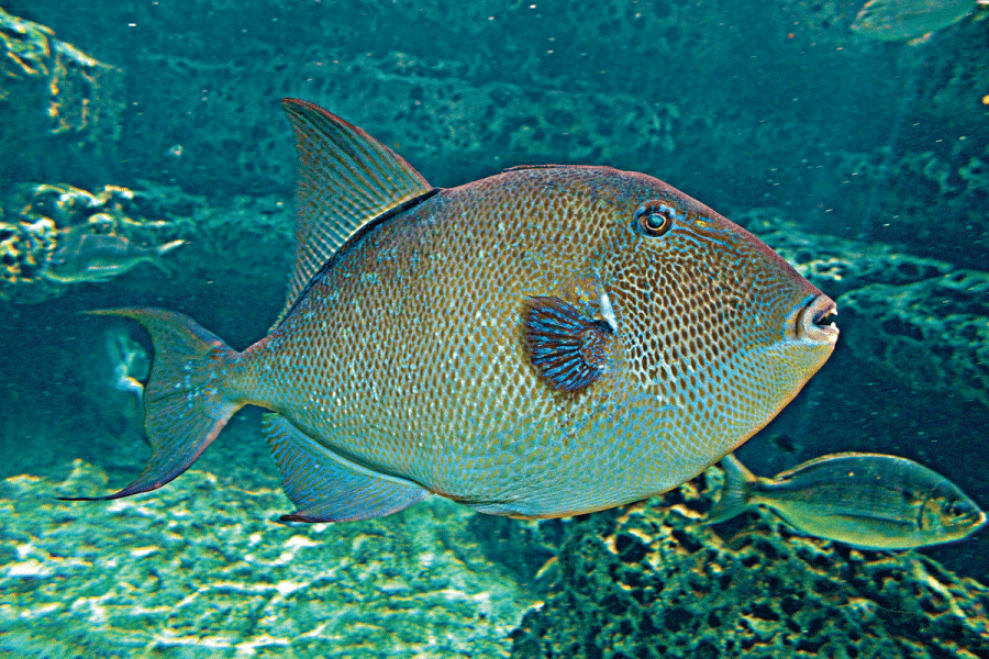 florida fish