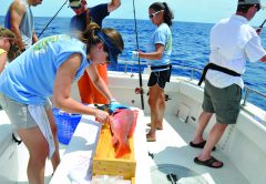 Red Snapper