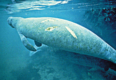 Manatee