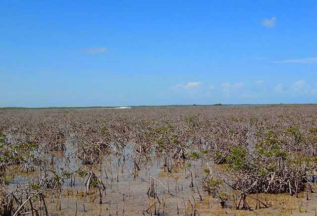 Die-off of dwarf red mangrove trees in The Marls on Abaco, The Bahamas. PHOTO CREDIT: Ryann Rossi.