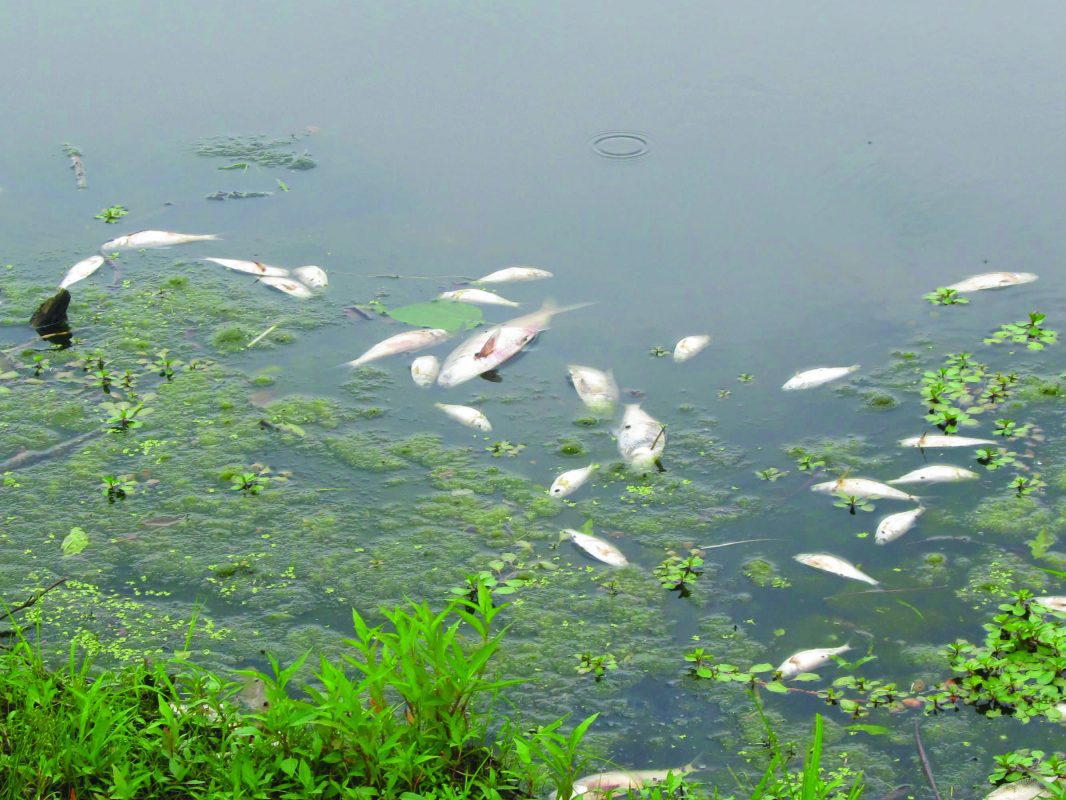 Fish kill ‘season’ warming up with the weather Coastal Angler & The