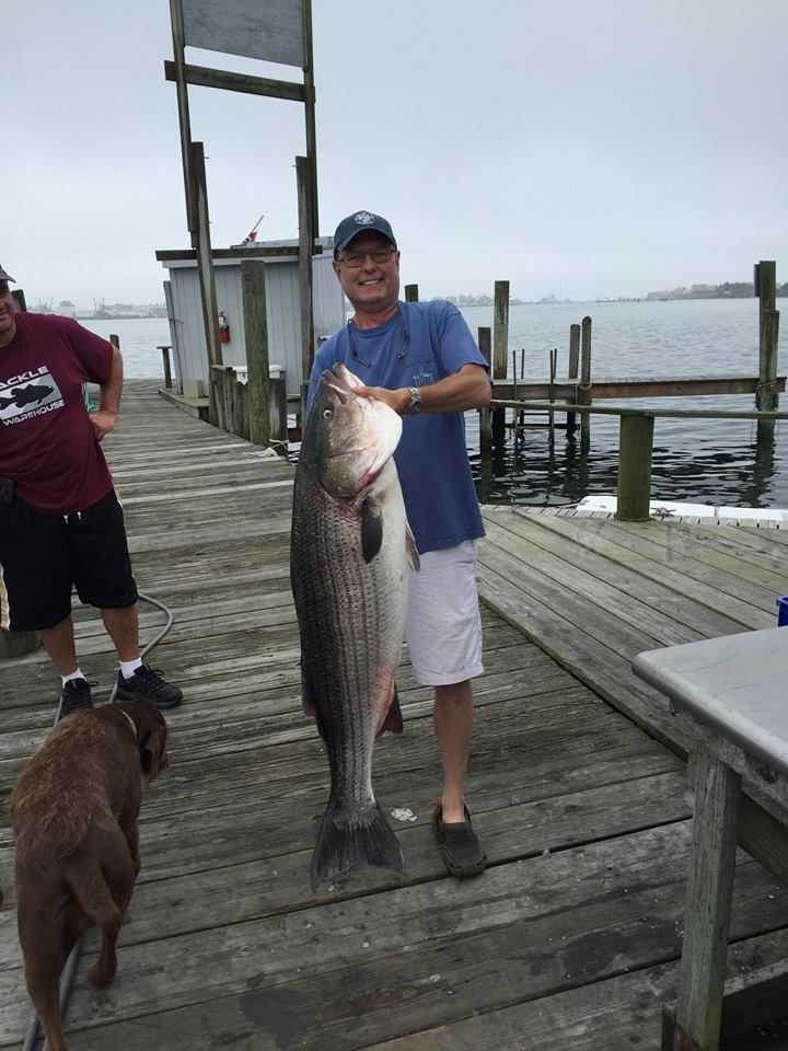 Mark Sherer moves into first place of the PBR Fishing Tournament  in the Bass by Boat division, catching this 54lb 11oz Bass on June 21st in Block Island!