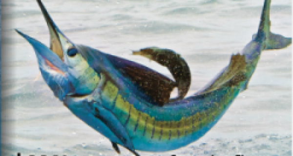 Coastal Angler Magazine Costa Rica