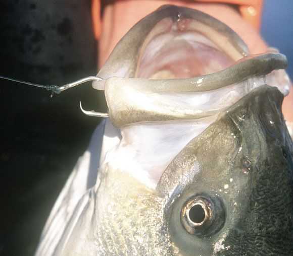 Using a circle hook helps make releasing a trophy fish an easier task. 