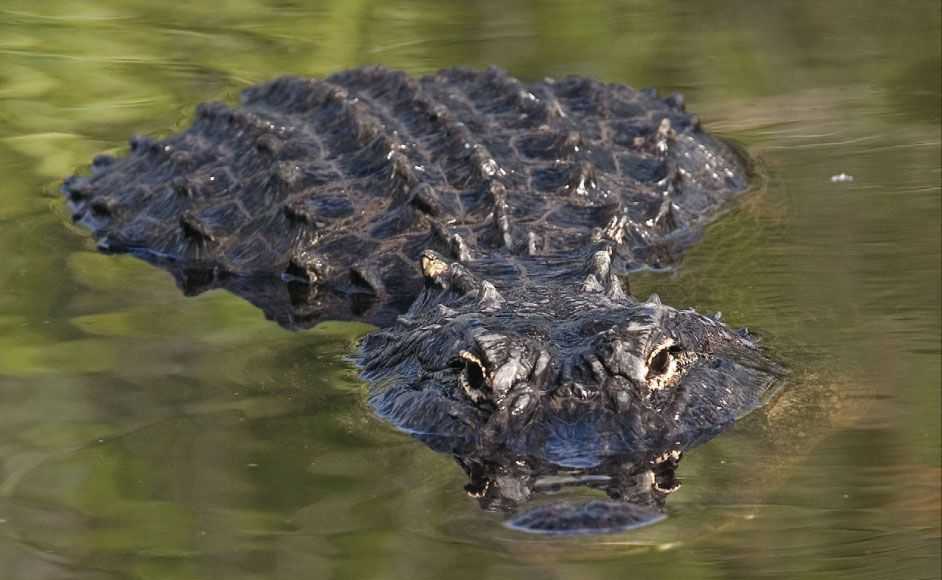 florida-gator-hunting