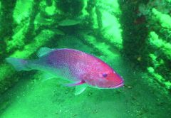 red snapper