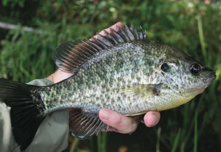 Species Spotlight: Redear Sunfish - Coastal Angler & The Angler Magazine