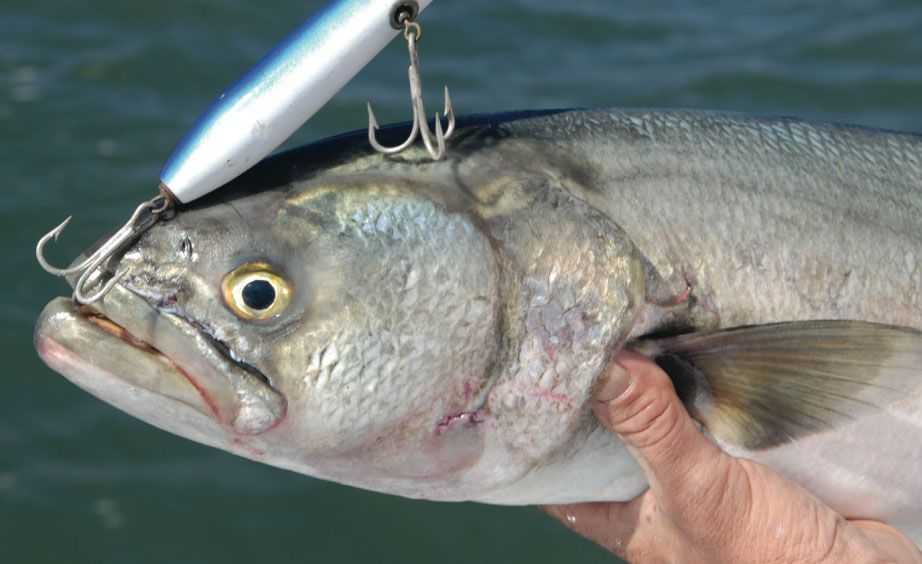 LATE SUMMER LARGEMOUTHS – FEED 'EM A FROG - Coastal Angler & The Angler  Magazine
