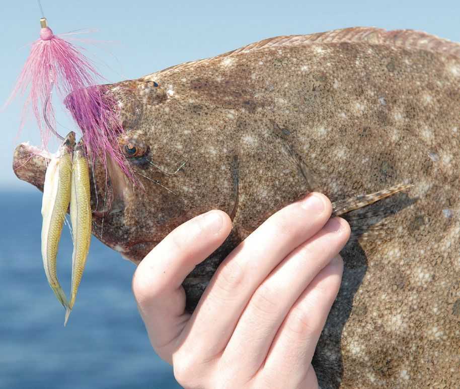 Fluke Close-UP: Fluke have been feeding well in the waters outside of Port Jefferson this season. While keeper ratios have run 10 shorts for every keeper, most anglers still head home with few fillets.