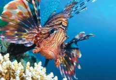 Lion-Fish