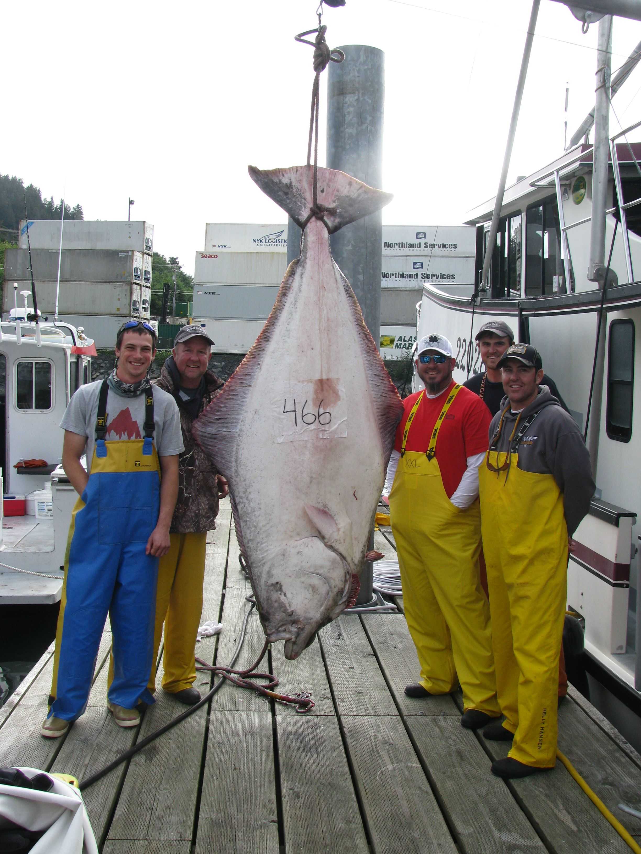 Monster 466 Pound Alaska Halibut Coastal Angler And The Angler Magazine 