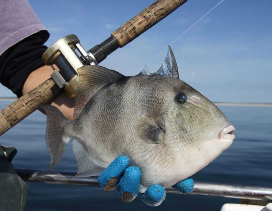 queen trigger fish