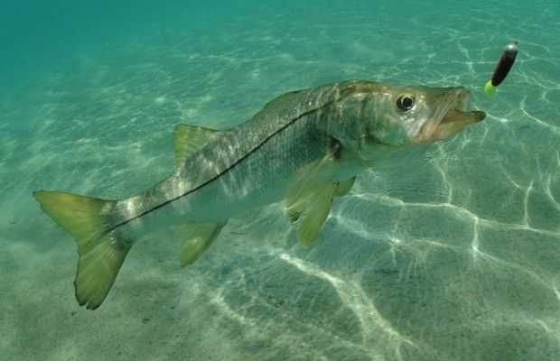 fort-myers-snook-fishing-620x400