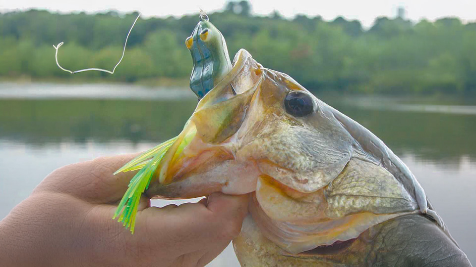60lb mono fishing line Joy Fish Monofilament 2009 Real D 3D durability and fast recovery sage rod Quantity:QTY 4